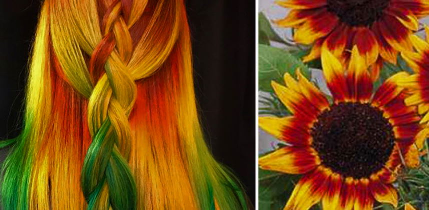sunflower blonde hair
